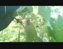 【ポケモンOARS】捕獲した生物だけで戦う大自然レート 第16回