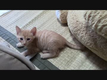 ねこねこがやってきた part５