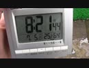 亀の観察記録 39日目