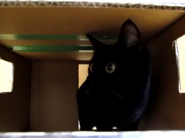 にゃもにゃも動画その14にゃ