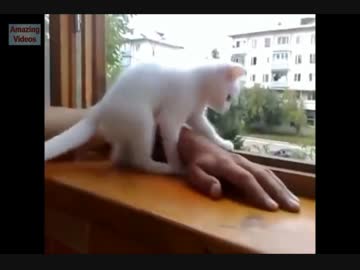猫が窓の外に出た手を戻してくれる姿が激かわ！