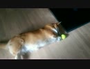 テニスボールで遊ぶコーギー