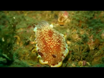 日本海でダイビングしてみた