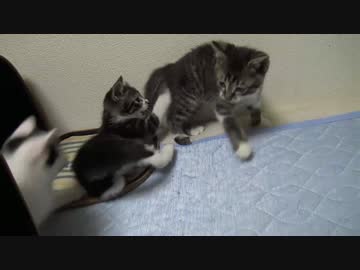 保護子猫の運動会をひたすら観察してみた