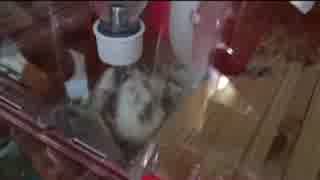 みんなで水飲み