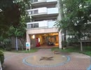 団地猫