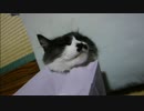 とある田舎の猫事情　～みー太君、新たな寝方を開発～