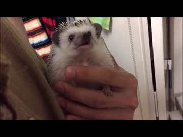 ごはんの匂いに釣られて出てくるハリネズミ