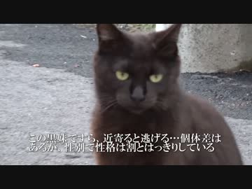 【猫ドキュメント】最大の標的…グレートマザー猫の捕獲に挑む