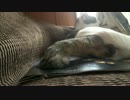 ボンボリシッポで遊んでくれる猫