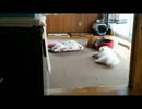 【拾い猫】ランカと実家犬ジャック　その2