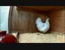 卵を温め続けた結果のつづき