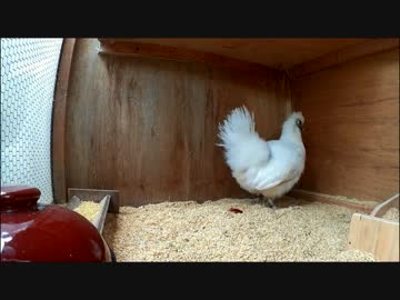 卵を温め続けた結果のつづき