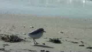 海鳥エナジーエアフォース