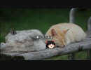 【心霊ちょっといい話part1】その19　夢の中で再会