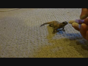 手から餌を食うアルマジロトカゲ