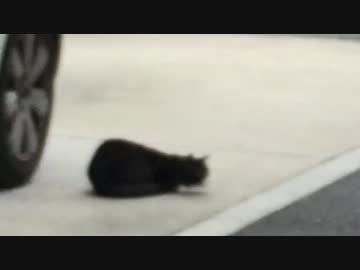 【公園猫戦争】激突！負け猫茶トラVS新参白サバ猫VSつちのこ
