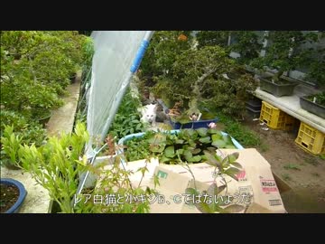 【閲覧注意】とある田舎の猫事情　～白子猫、２時間後の様子～