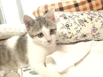 きょうのさばにゃん