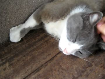 近所の猫