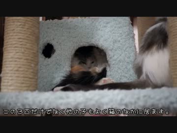 【#439】 箱入り娘たち　【猫万歳】