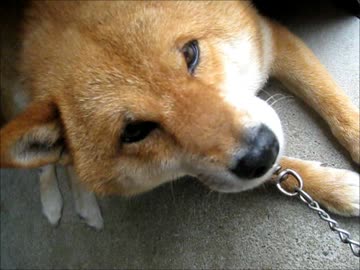 そらちゃん怪我？