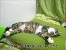 はじめての猫飼い90～オラオラ系女子～