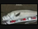 放送中にビッグシーバス釣ってやりました！パート②