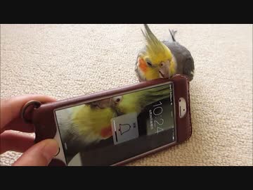 マナーモードの入り切りをしてくるオカメインコ