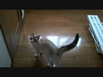 トラはもういない・・・