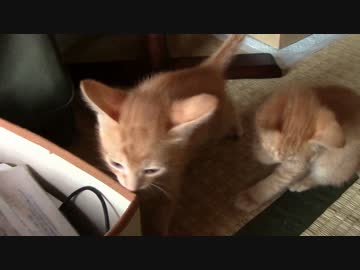 ねこねこがやってきた part６