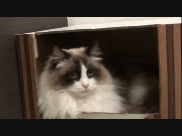 ラグドールのレオ　Vol83 壮大な勘違いをするレオ