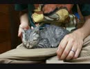 野良猫を拾ってきた　成長記録１日目