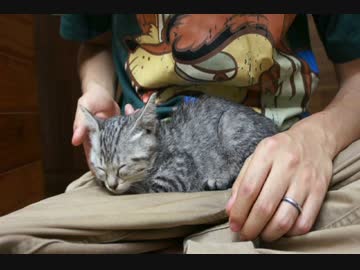 野良猫を拾ってきた　成長記録１日目