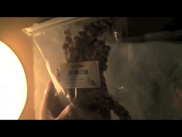ハッカASMR 不思議な耳かき音＊小鳥用の粟穂の種を、耳かきで掻き出す＊ささやき声つきバイノーラル