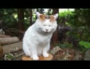 蛙に完全勝利したのせ猫UC