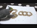 【オカメインコ】ご飯食べ放題の儀〝3000〟