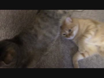 拾いねこ＠生後1102/1069日目　毎月虫歯作ってる気がする。