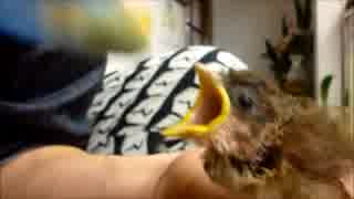 スズメのヒナに餌やり