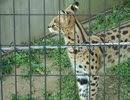 猫みたいな鳴き声のサーバル（多摩動物園）