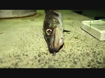 アウトドアをやろう！「巨大アナゴ釣って食べるぞ」 in 八丈島