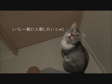 うちの猫がバレー部に入部したいそうです