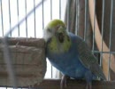 うっとり？インコ