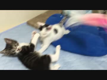 保護子猫2匹、里親さんのもとへ旅立つ