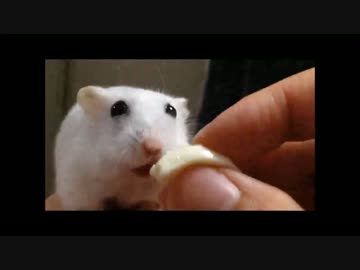 白いハムスターと白い豆腐