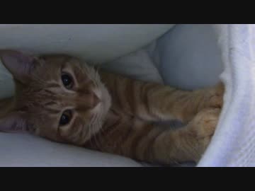 拾いねこ＠生後1103/1070日目　トンネルの中が居心地良いらしいです。