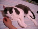 猫を７分間撫でてたら噛まれた