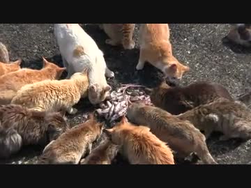 猫好き五大聖地【青島】その１9
