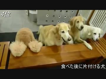 犬のしつけ を極めたランキング
