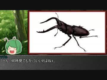 ゆっくり霊夢とやる夫が学ぶ 昆虫大百科 part22